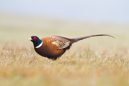 Paint By Numbers | Pheasant - Shallow Focus Photography Of Brown Bird On Brown Grass - Custom Paint By Numbers