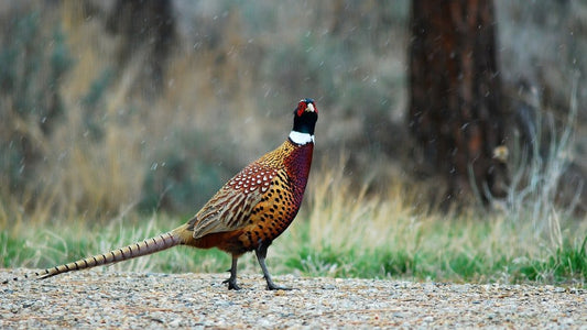 Paint By Numbers | Pheasant - Yellow, Red, And Black Bird On Ground - Custom Paint By Numbers