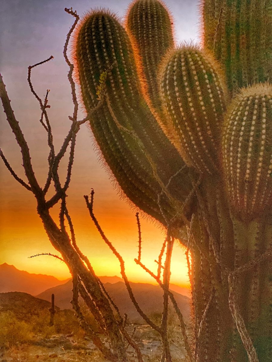 Paint By Numbers | Phoenix - Green Cactus During Golden Hour - Custom Paint By Numbers