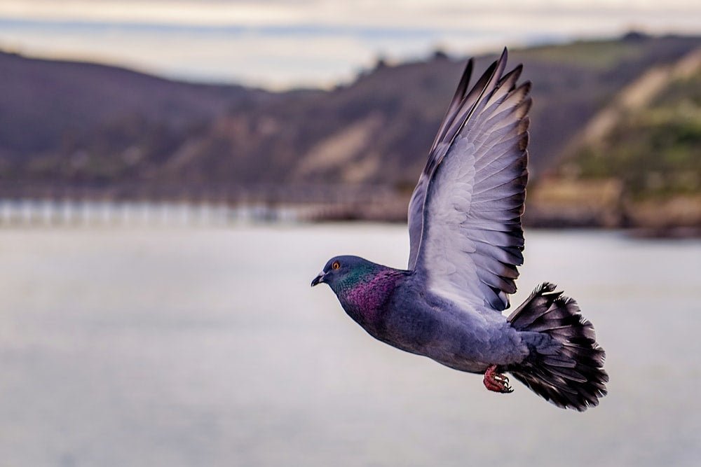 Paint By Numbers | Pigeon - Grey Pigeon On Flight Above The Lake - Custom Paint By Numbers