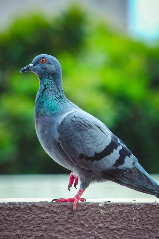 Paint By Numbers | Pigeon - Shallow Focus Photography Of Pigeon - Custom Paint By Numbers