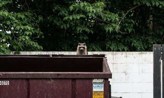 Paint By Numbers | Raccoon - Brown Raccoon On Garbage Container - Custom Paint By Numbers