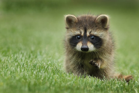 Paint By Numbers | Raccoon - Raccoon Walking On Lawn Grass - Custom Paint By Numbers