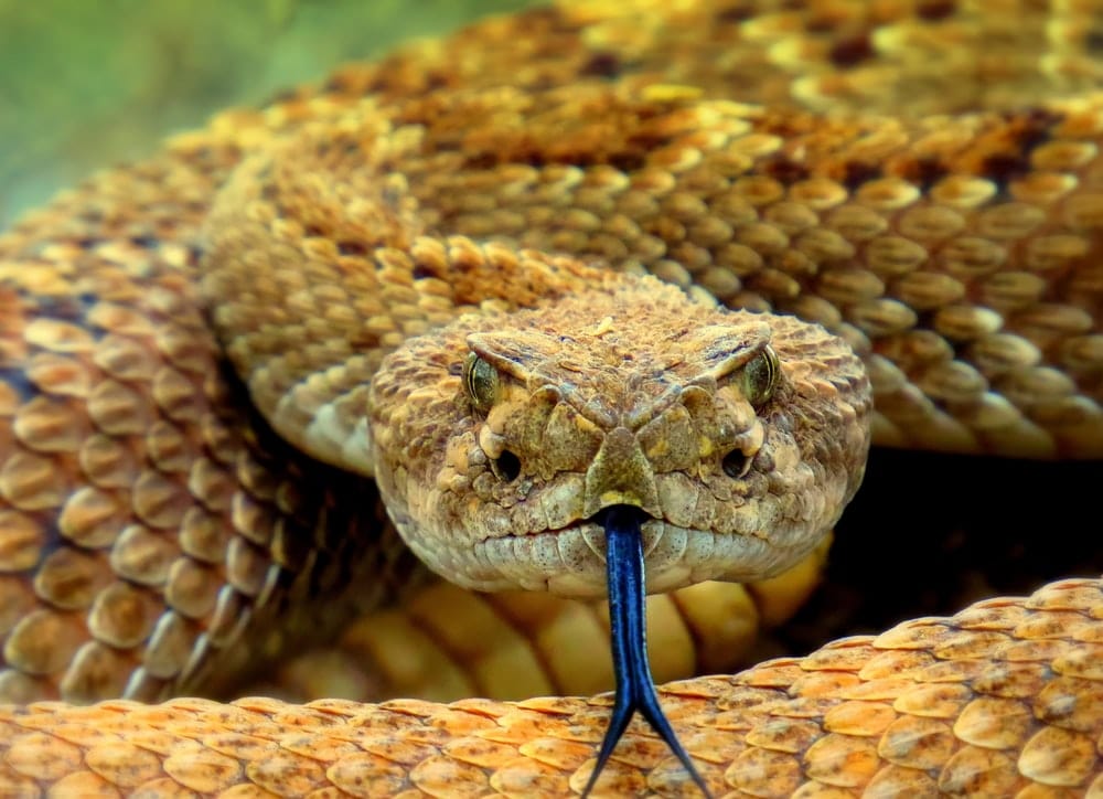 Paint By Numbers | Rattlesnake - Brown Snake On Brown Soil - Custom Paint By Numbers