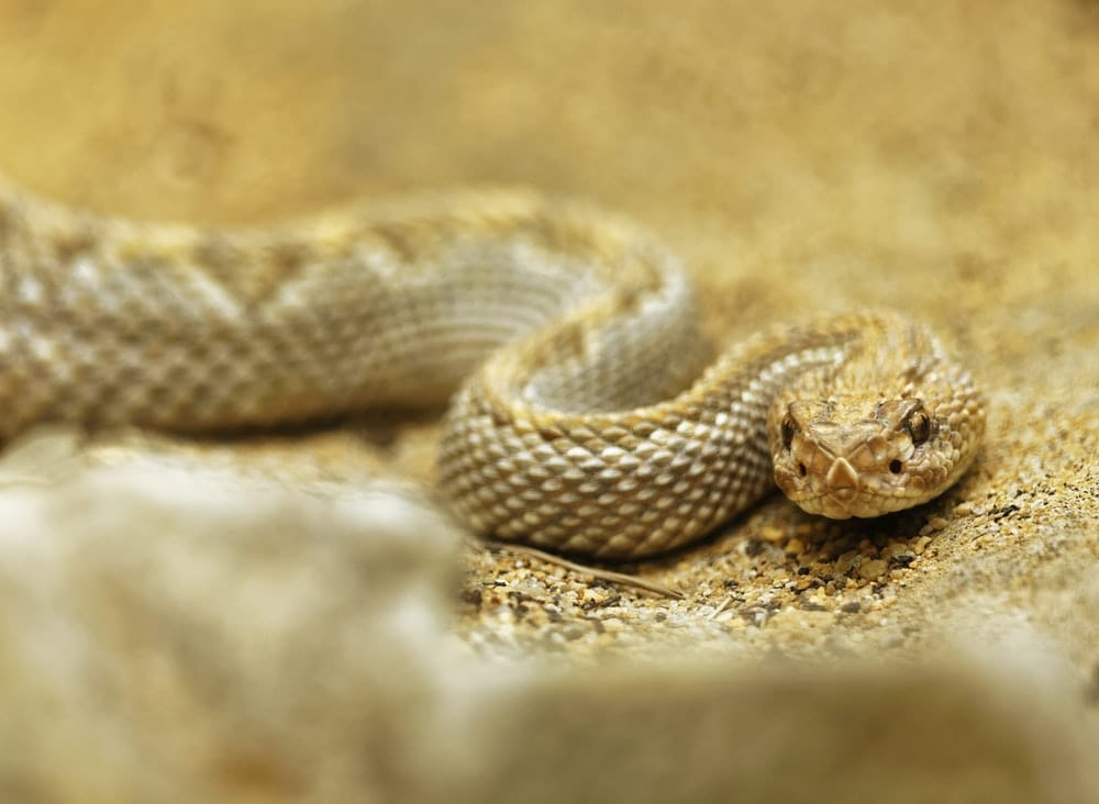 Paint By Numbers | Rattlesnake - Selective Focus Photo Of Rattlesnake - Custom Paint By Numbers