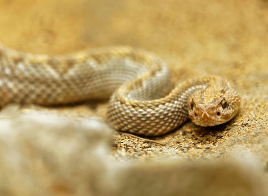 Paint By Numbers | Rattlesnake - Selective Focus Photo Of Rattlesnake - Custom Paint By Numbers