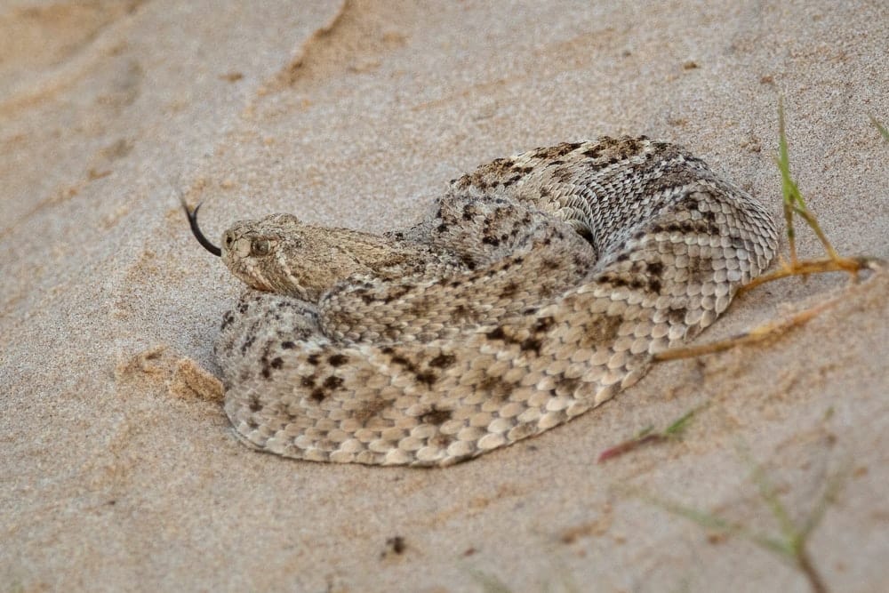 Paint By Numbers | Rattlesnake - White And Brown Snake On Brown Sand - Custom Paint By Numbers