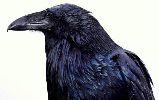 Paint By Numbers | Raven - Black Crow With White Background - Custom Paint By Numbers