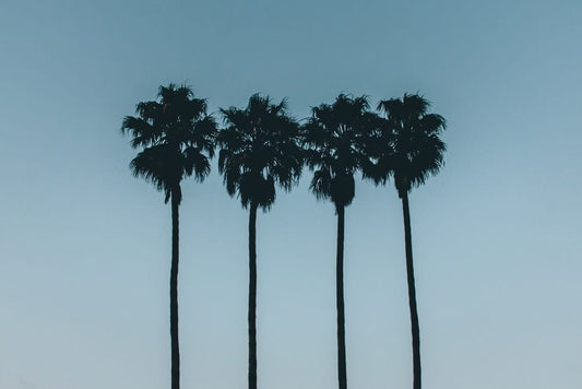 Paint By Numbers | Santa Cruz - Silhouette Photo Of Four Palm Trees - Custom Paint By Numbers