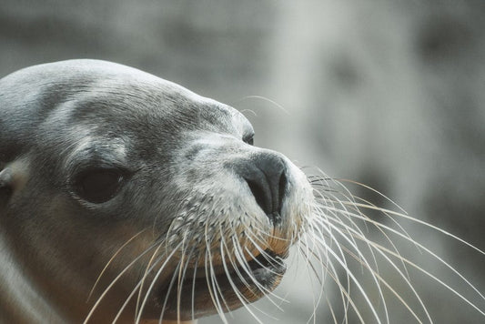 Paint By Numbers | Sea Lion - Seal In Close Up Photography - Custom Paint By Numbers