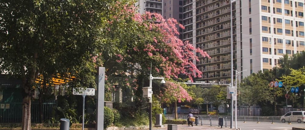Paint By Numbers | Shenzhen - Pink Leaf Tree Near White Concrete Building During Daytime - Custom Paint By Numbers