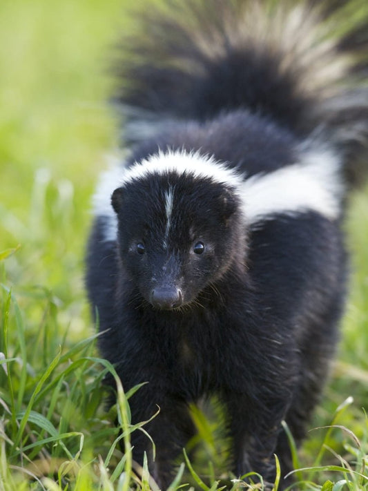 Paint By Numbers | Skunk - Selective Focus Photography Of Skunk - Custom Paint By Numbers