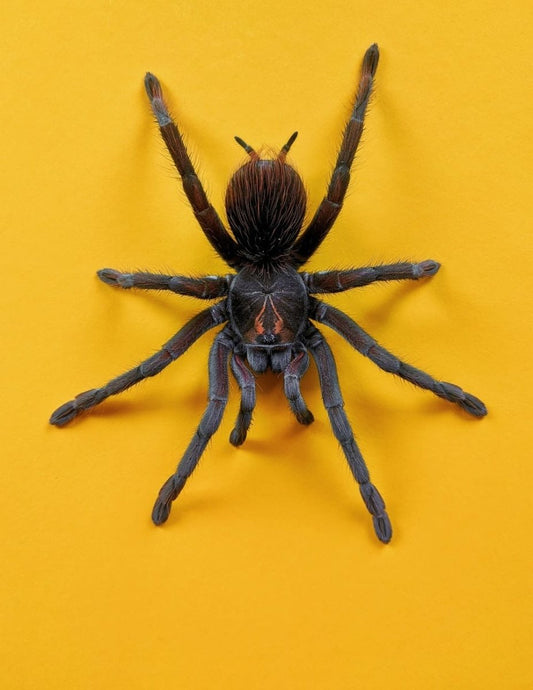 Paint By Numbers | Spider - Brown And Black Spider On Yellow Wall - Custom Paint By Numbers