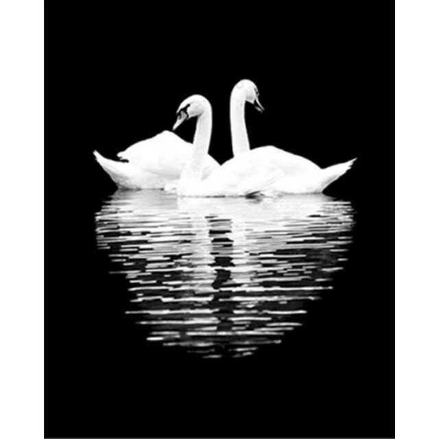 Paint By Numbers | Swan Reflection - Custom Paint By Numbers