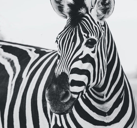Paint By Numbers | Zebra - Zebra Animal - Custom Paint By Numbers