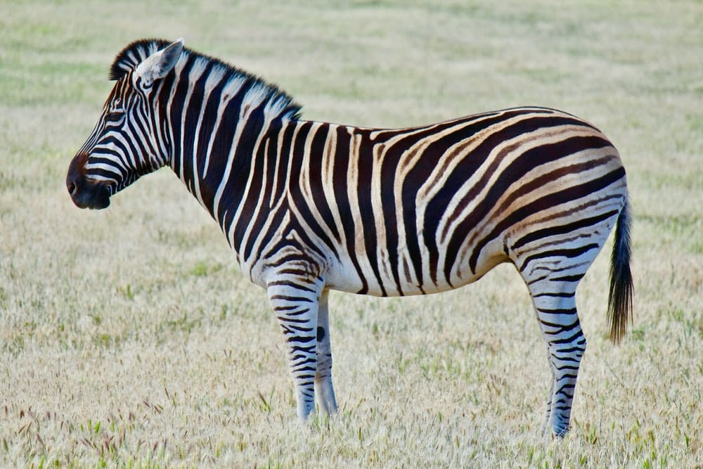 Paint By Numbers | Zebra - Zebra On Green Grass Field During Daytime Photo - Custom Paint By Numbers