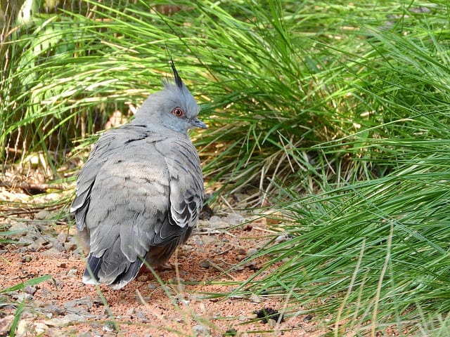 Pigeon Crested Ocyphaps Lophotes Australian Pigeon Paint By Number Kit - Custom Paint By Numbers