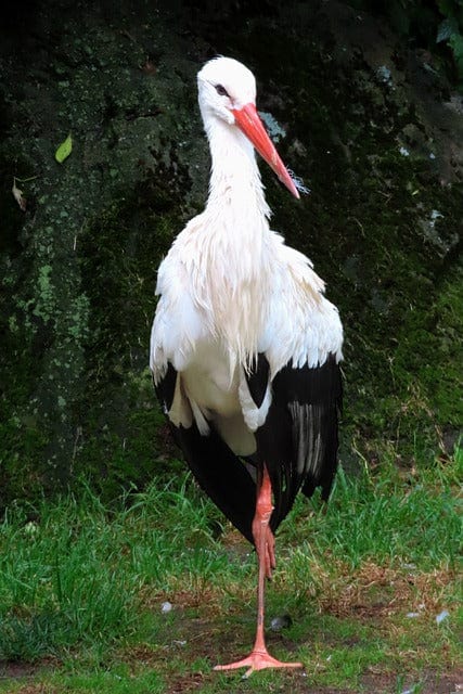Wildlife Bird Stork Paint By Number Kit - Custom Paint By Numbers